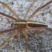 Slender Prowling Spiders - Photo (c) Bruno Bell, some rights reserved (CC BY-NC), uploaded by Bruno Bell
