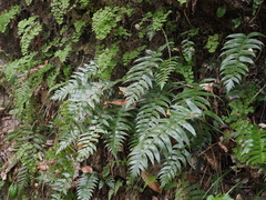 Polystichum lepidocaulon