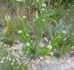 Phylica axillaris maritima