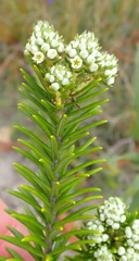 Phylica axillaris maritima