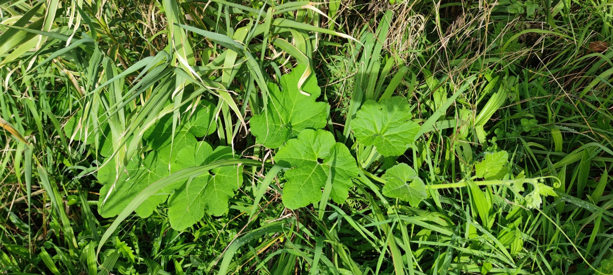 Moranga