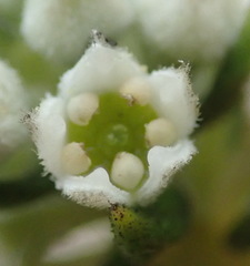 Phylica axillaris maritima