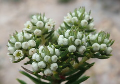 Phylica axillaris maritima