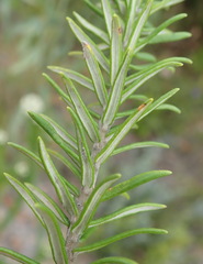 Phylica axillaris maritima