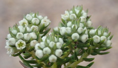 Phylica axillaris maritima