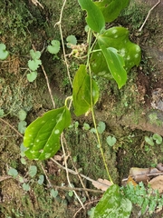 (c) Vítor Jorge, some rights reserved (CC BY) Smilax canariensis, photograph (c) Vítor Jorge, some rights reserved (CC BY)