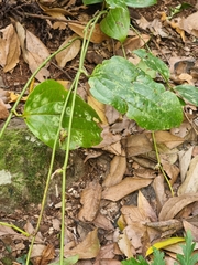 (c) Vítor Jorge, some rights reserved (CC BY) Smilax canariensis, photograph (c) Vítor Jorge, some rights reserved (CC BY)
