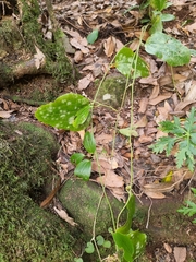 Smilax canariensis, photograph (c) Vítor Jorge, some rights reserved (CC BY)