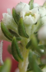 Phylica axillaris maritima