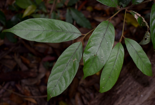 Endiandra hypotephra observed 2023-11-28