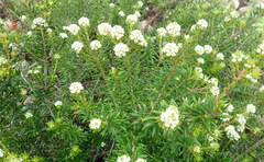 Phylica axillaris maritima