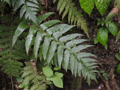 Polystichum lepidocaulon