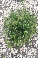 Phylica axillaris maritima