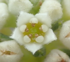 Phylica axillaris maritima