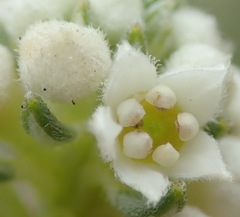 Phylica axillaris maritima