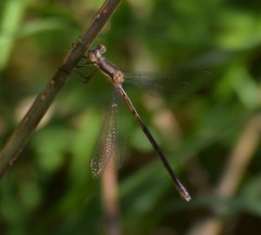 Lestes australis