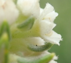 Phylica axillaris maritima