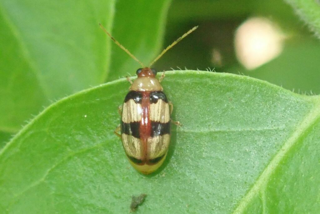 Monolepta vinosa from Kruger Park, Ehlanzeni District Municipality ...