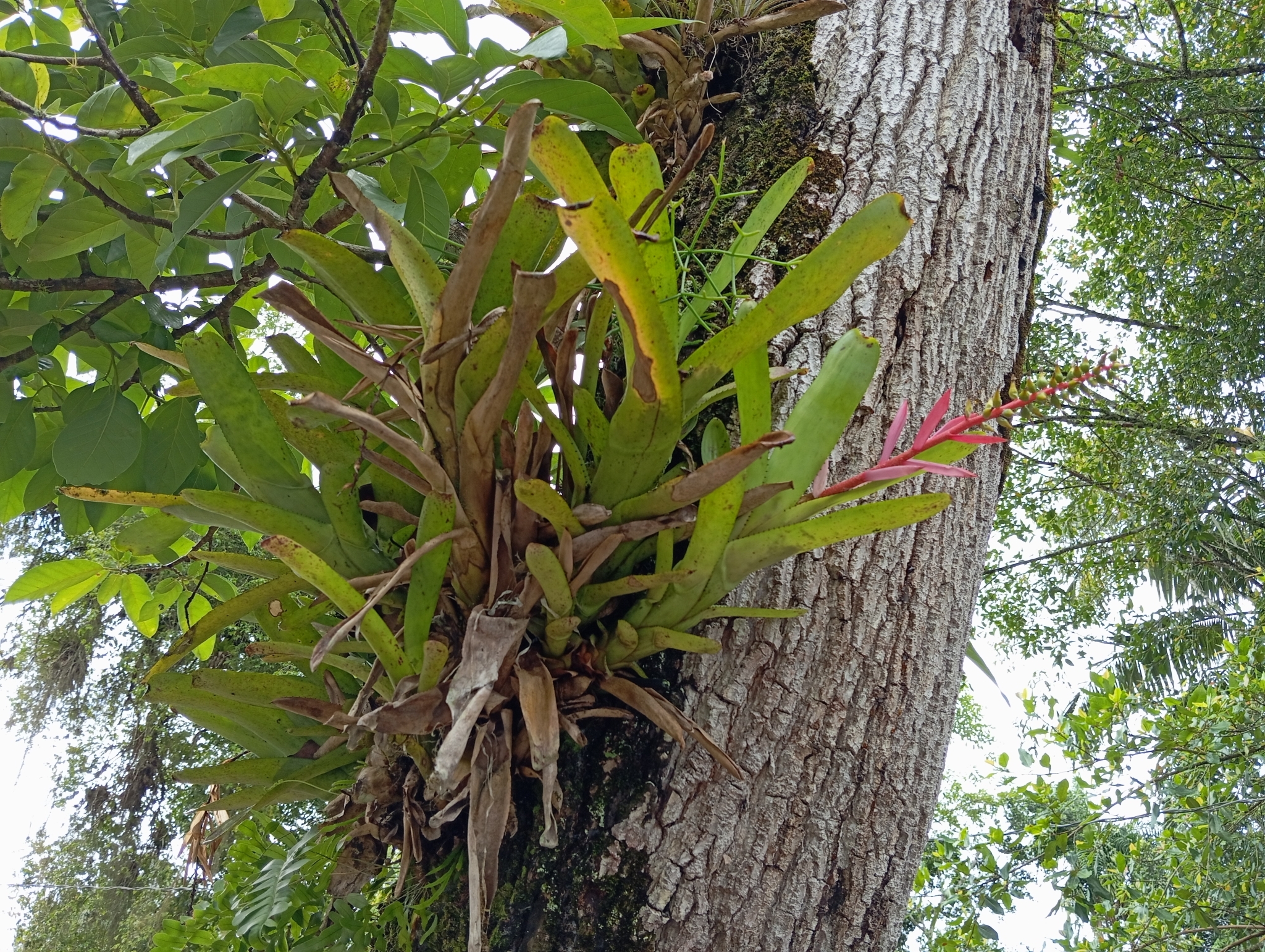 Aechmea nudicaulis