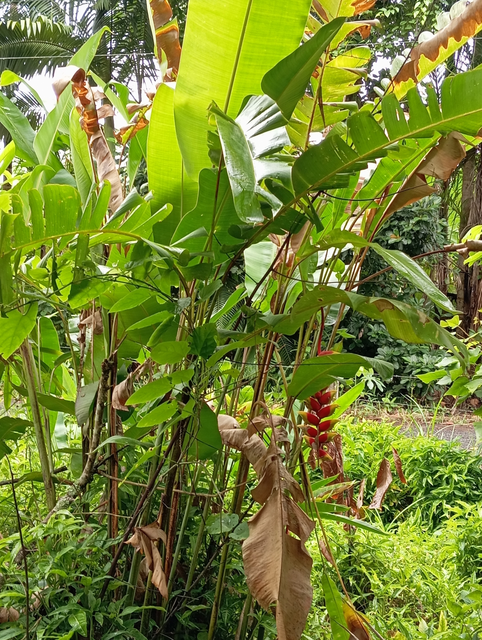 Heliconia rostrata