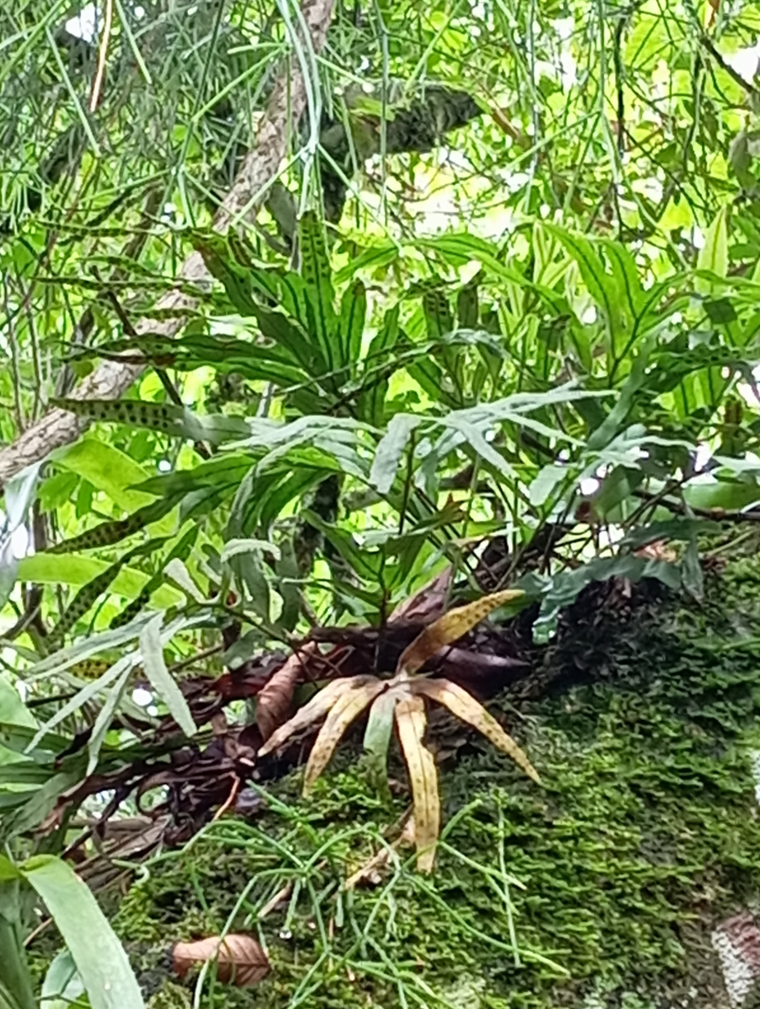 Pleopeltis pleopeltifolia