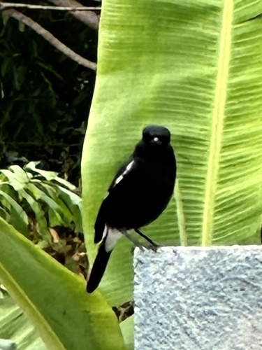 Saxicola caprata observed 2024-01-26