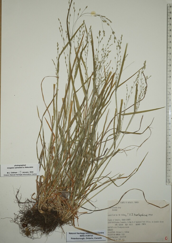 Grove Meadow Grass from Canada, Ontario, HURON County, 6.9km W of