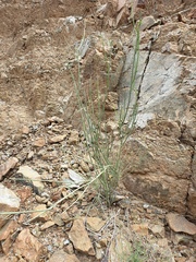 Periploca aphylla