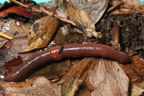 Lumbricus festivus
