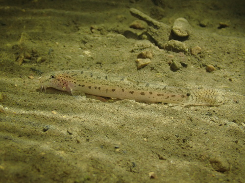 Birmaanse modderkruiper (Lepidocephalichthys berdmorei) — Cobitidae