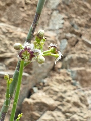 Periploca aphylla