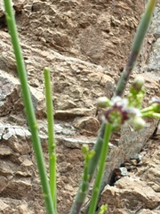 Periploca aphylla