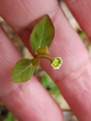 Euphorbia mercurialina