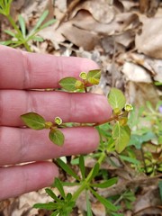 Euphorbia mercurialina