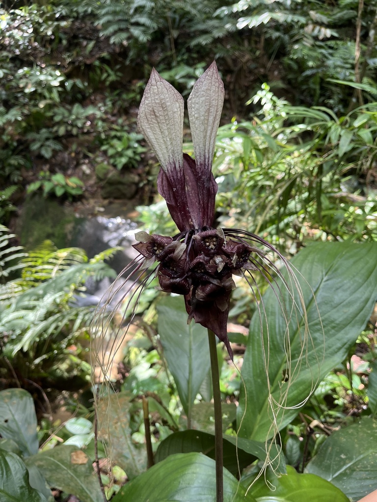 Tacca cristata in January 2024 by Michal Hroneš · iNaturalist