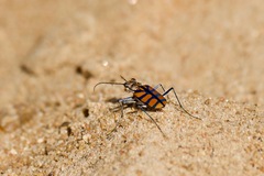 Chaetodera regalis
