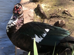Cairina moschata domestica