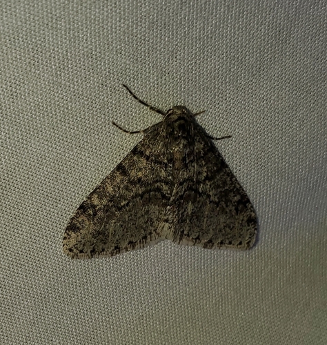 Toothed Phigalia Moth photo 5