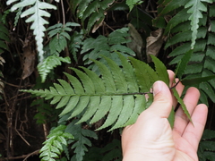 Diplazium wichurae