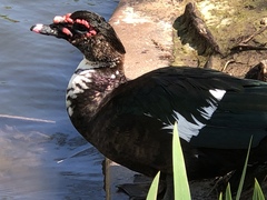 Cairina moschata domestica