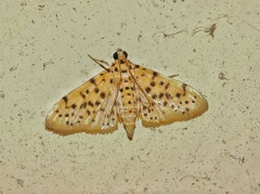 Conogethes