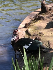 Cairina moschata domestica