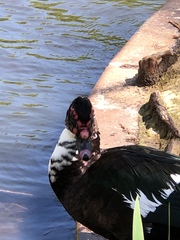 Cairina moschata domestica