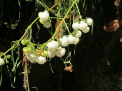 Calceolaria alba