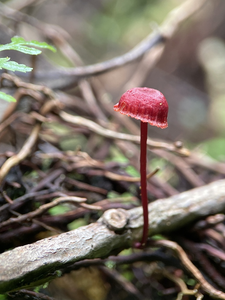 Ruby Bonnot ruby bonnet from Tarra Bulga National Park, Tarra Valley, VIC, AU on ...