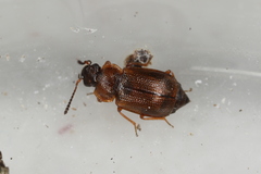 Anthobium atrocephalum
