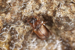 Anthobium atrocephalum