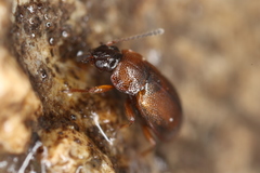 Anthobium atrocephalum