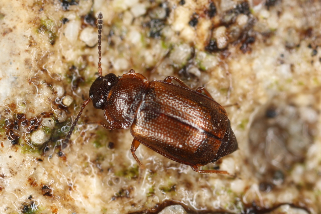 Anthobium atrocephalum