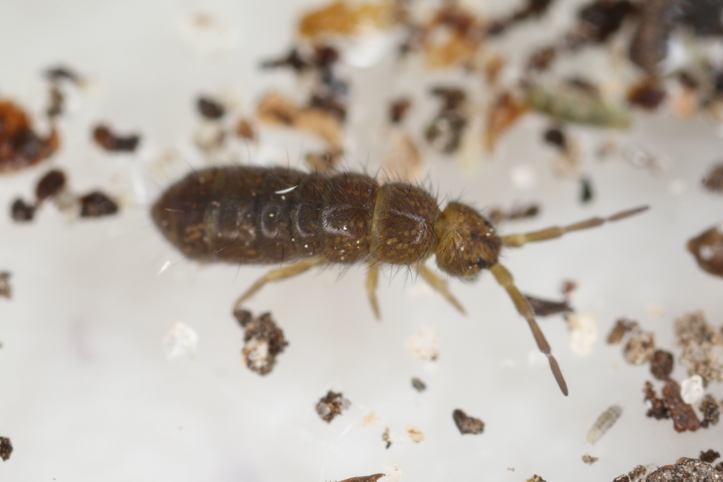 Isotoma anglicana